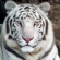 Tiger_the_nigth
